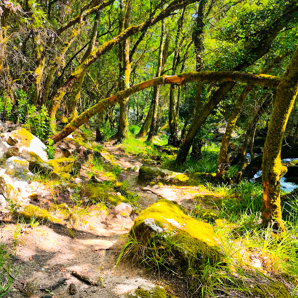 Sendero natural entre árboles y musgo en la ruta de los Torrentes de Mácara en Palas de Rei, un paraje de naturaleza en el interior de Galicia.
